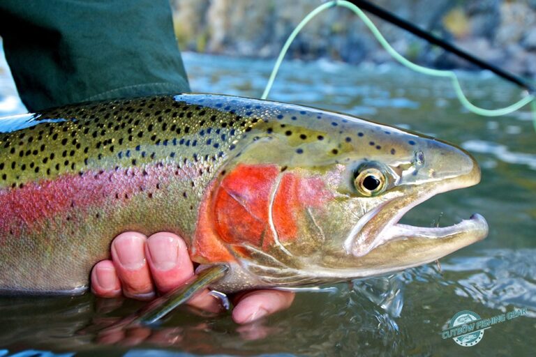 cutbow3 768x512