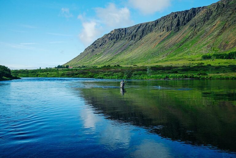 fishpartner1 768x513
