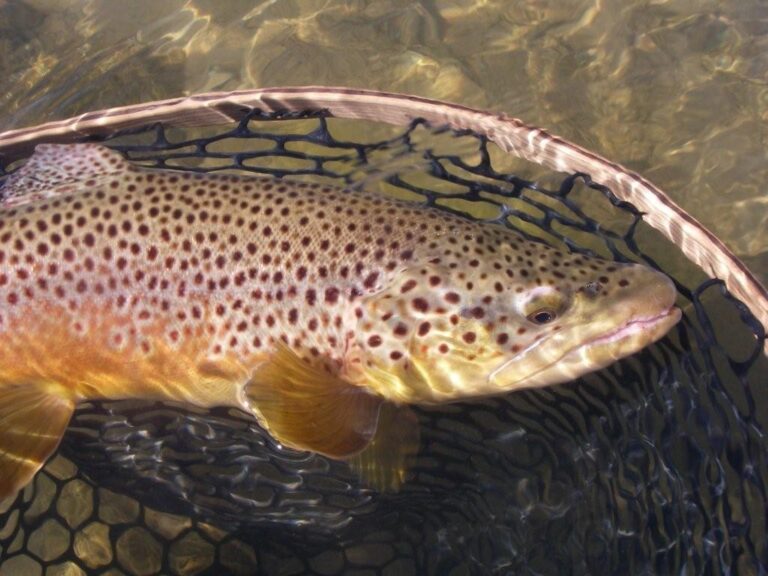 4rivers1 768x576