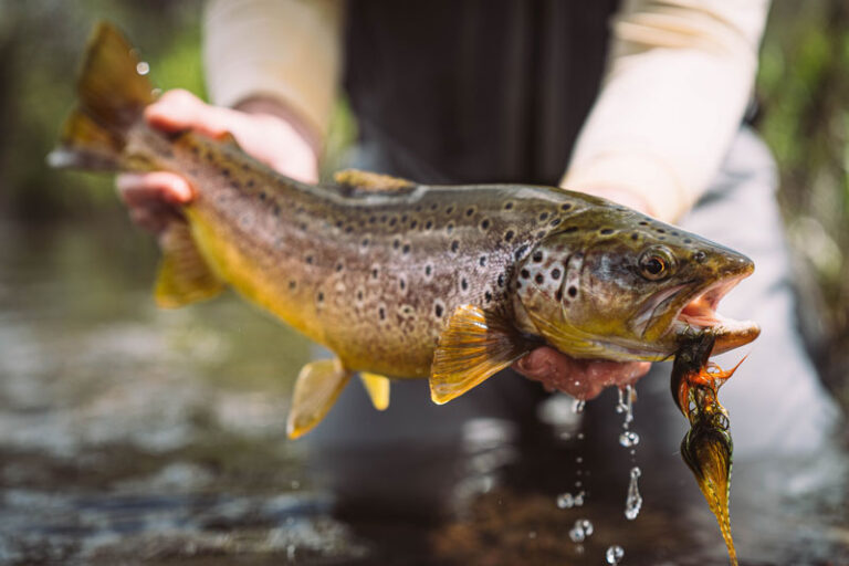 thespringcreeklodge1 768x512